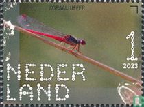 Small red damselfly
