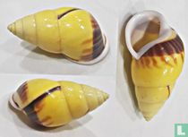 Amphidromus perversus interruptus