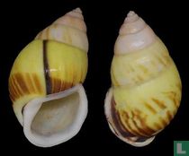 Amphidromus perversus borneensis