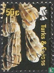 coquillages