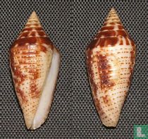 Conasprella mahogani