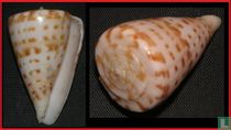Conus advertex