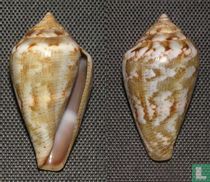 Conus ventricosus