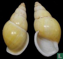 Amphidromus feliciae