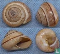 Asperitas inquinata batudulangensis