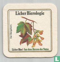 Der Bergahorn 3