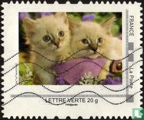Kittens