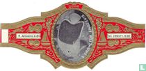 Driekleur Engelvis