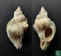 Pteropurpura festiva