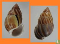 Amphidromus comes polymorpha