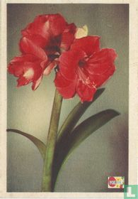 De verzorging van de Amaryllis