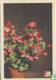 De verzorging van de Begonia Optima