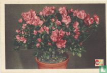 De verzorging van de Azalea