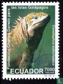 Iguane terrestre des Galapagos