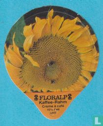 Sonnenblumen