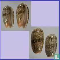 Oliva reticulata evania