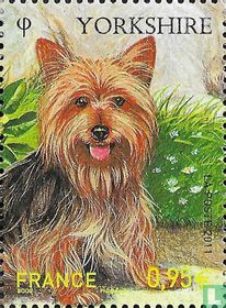 Yorkshire terrier