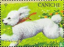 Caniche