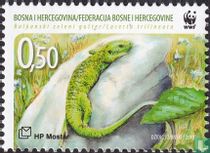 Balkan green lizard