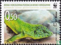 Balkan green lizard