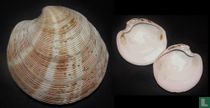 Dosinia cumingii