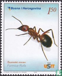 Fourmi rousse des bois