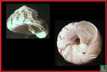 Tegula argyrostoma sublaevis