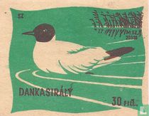 Dankasirály [Kokmeeuw]