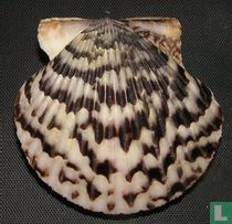 Argopecten ventricosus