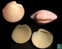 Dosinia scalaris