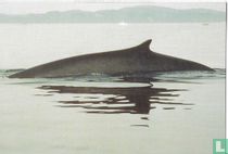 Petit rorqual commun