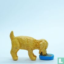Bennie (Golden Retriever)