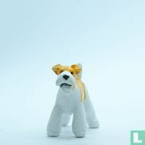 Shera (Wire Haired Fox Terrier)