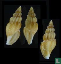 Mangelia costulata 