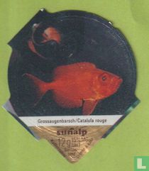 Grossaugenbarsch / Catalufa rouge