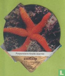 Purperstern / Etoile écartée