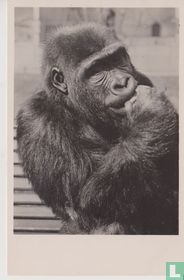 Gorilla "Jaap" in Artis