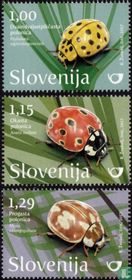 Coccinelles