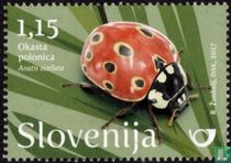 Coccinelles