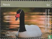 Swans