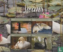 Swans