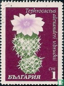 Flowering cactus