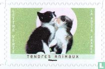 Tender animals