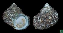 Turbo saxosus