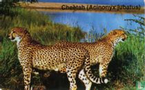 Cheeta (Acinonyx jubatus)