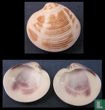 Dosinia contusa