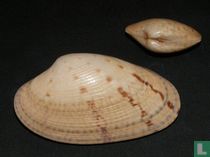 Paphia rotundata