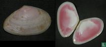 Tellina angulosa