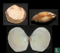 Semele decisa