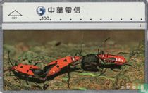 Beetle Dysdercus cingulatus